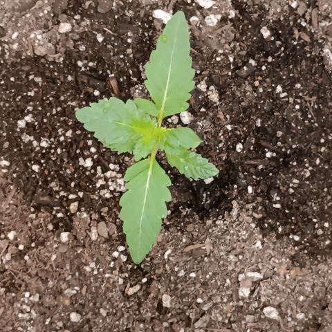 Purple bubba kush ×2 growlog timeline photo