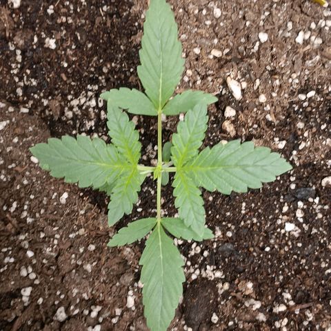 Purple bubba kush ×2 growlog timeline photo