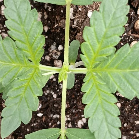 Purple bubba kush ×2 growlog timeline photo
