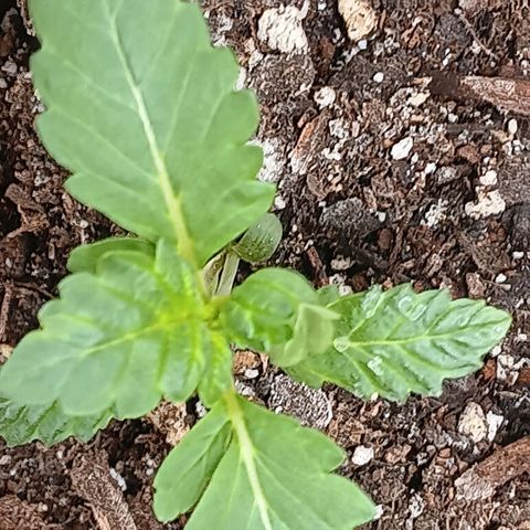 Purple bubba kush ×2 growlog timeline photo