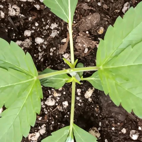 Ice dream cake seedsman seeds ×2 growlog timeline photo