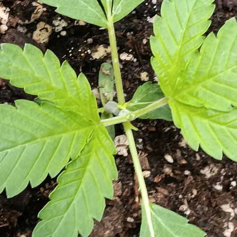 Ice dream cake seedsman seeds ×2 growlog timeline photo