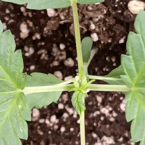 Purple bubba kush ×2 growlog timeline photo