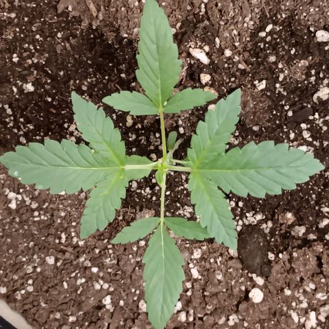 Purple bubba kush ×2 growlog timeline photo