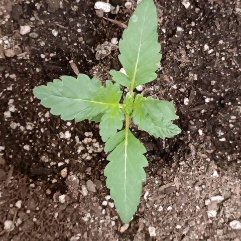 Purple bubba kush ×2 growlog timeline photo