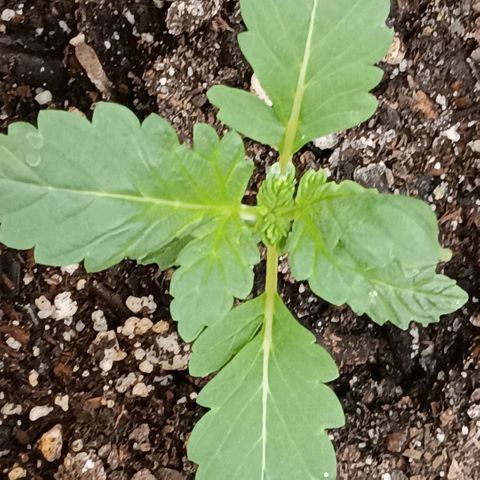 Purple bubba kush ×2 growlog timeline photo