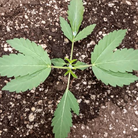 Ice dream cake seedsman seeds ×2 growlog timeline photo