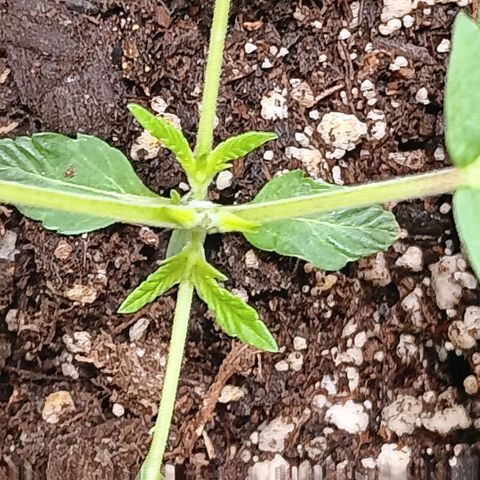 Ice dream cake seedsman seeds ×2 growlog timeline photo