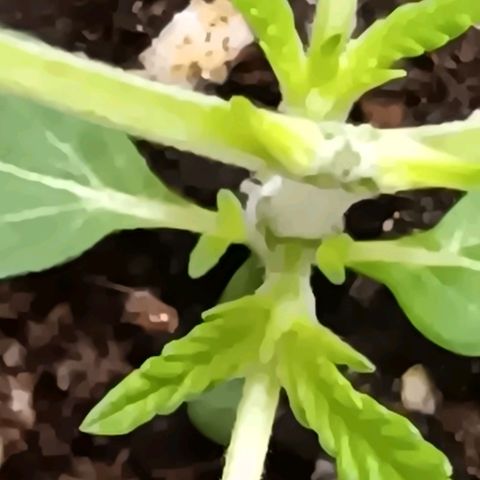 Ice dream cake seedsman seeds ×2 growlog timeline photo