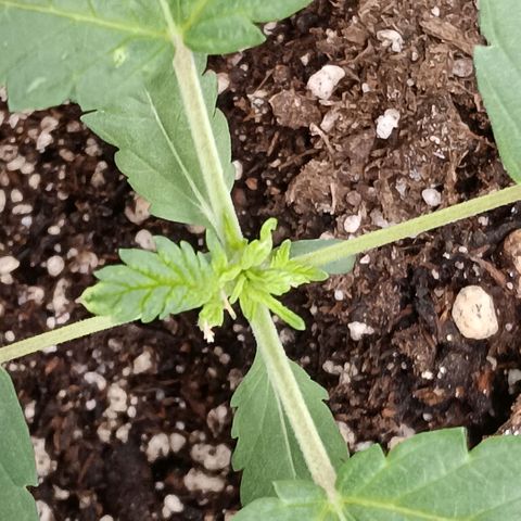 Purple bubba kush ×2 growlog timeline photo