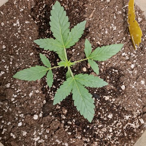 Purple bubba kush ×2 growlog timeline photo