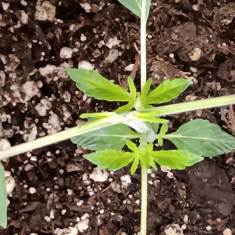 Ice dream cake seedsman seeds ×2 growlog timeline photo