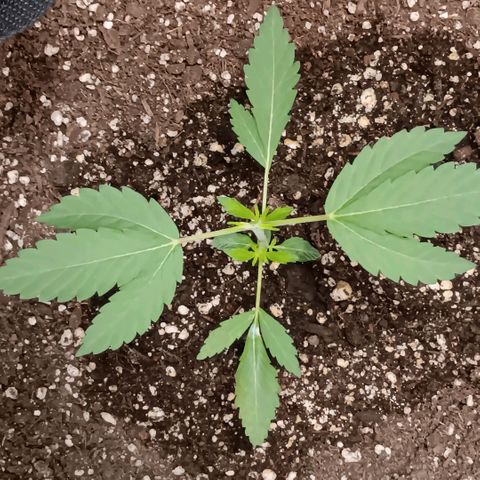 Ice dream cake seedsman seeds ×2 growlog timeline photo