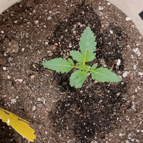 Purple bubba kush ×2 growlog timeline photo