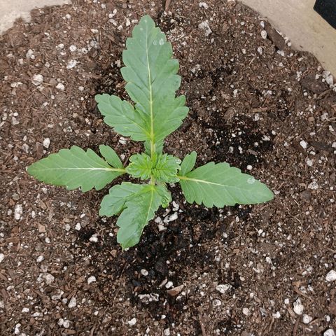 Purple bubba kush ×2 growlog timeline photo