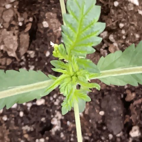 Purple bubba kush ×2 growlog timeline photo