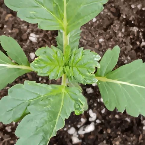 Purple bubba kush ×2 growlog timeline photo
