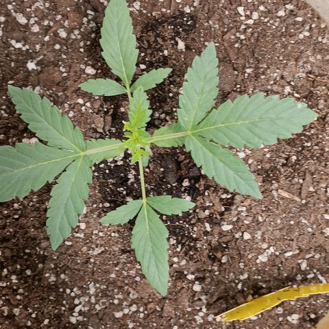 Purple bubba kush ×2 growlog timeline photo