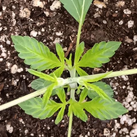 Ice dream cake seedsman seeds ×2 growlog timeline photo
