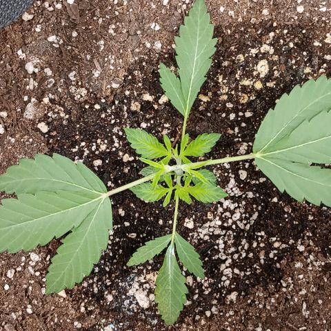 Ice dream cake seedsman seeds ×2 growlog timeline photo