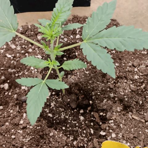 Purple bubba kush ×2 growlog timeline photo
