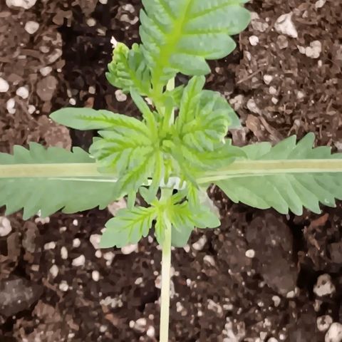 Purple bubba kush ×2 growlog timeline photo
