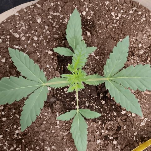 Purple bubba kush ×2 growlog timeline photo