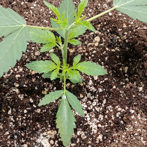 Ice dream cake seedsman seeds ×2 growlog timeline photo