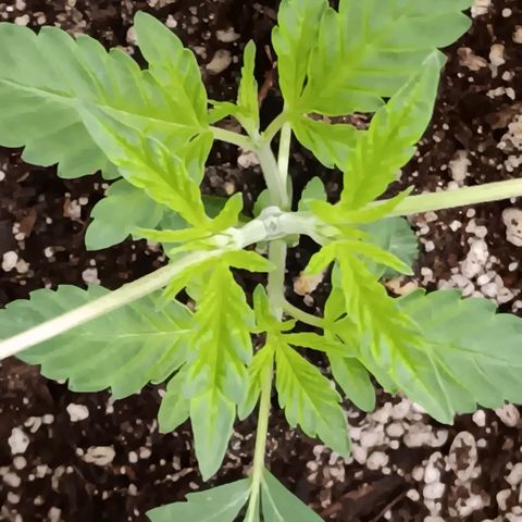Ice dream cake seedsman seeds ×2 growlog timeline photo