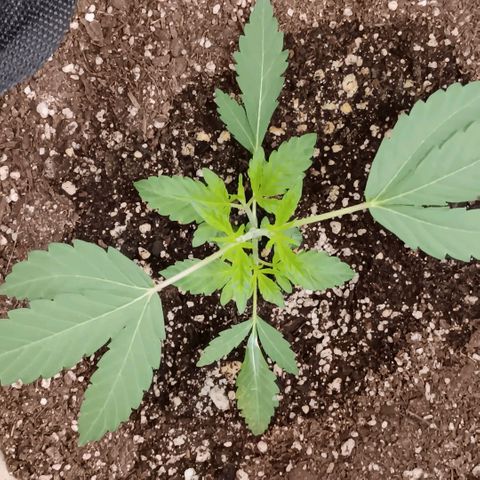 Ice dream cake seedsman seeds ×2 growlog timeline photo