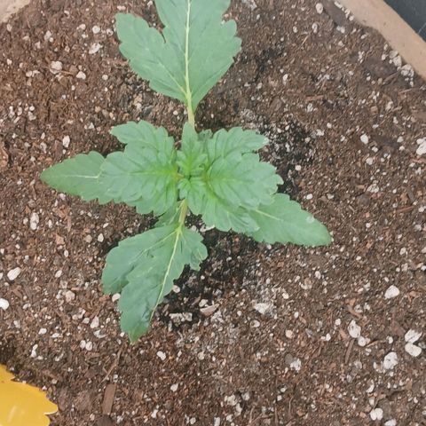 Purple bubba kush ×2 growlog timeline photo