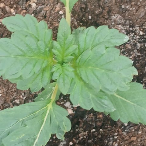 Purple bubba kush ×2 growlog timeline photo