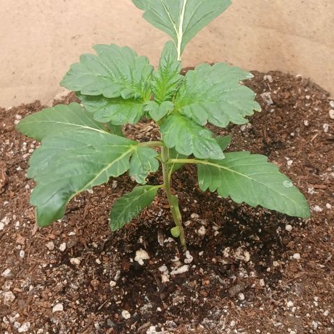 Purple bubba kush ×2 growlog timeline photo