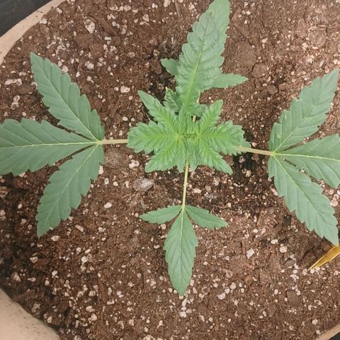Purple bubba kush ×2 growlog timeline photo