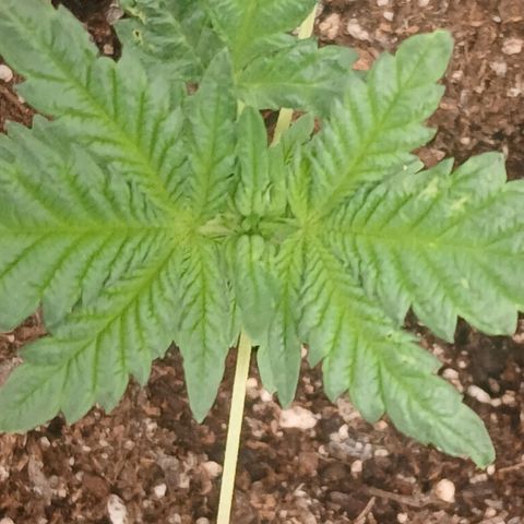 Purple bubba kush ×2 growlog timeline photo