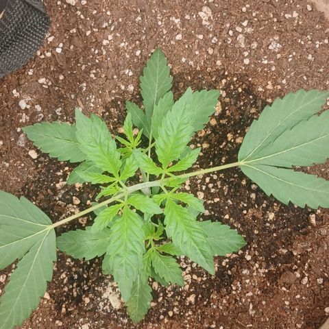 Ice dream cake seedsman seeds ×2 growlog timeline photo