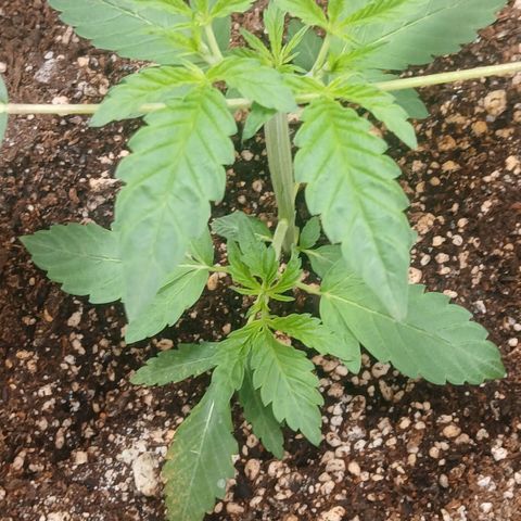 Ice dream cake seedsman seeds ×2 growlog timeline photo