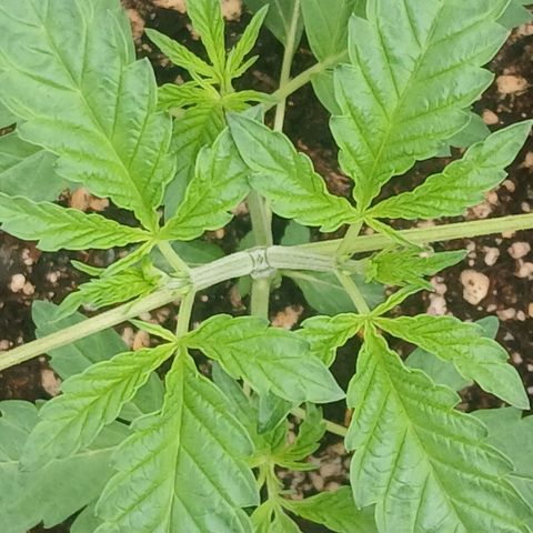 Ice dream cake seedsman seeds ×2 growlog timeline photo