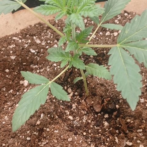 Purple bubba kush ×2 growlog timeline photo