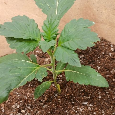 Purple bubba kush ×2 growlog timeline photo