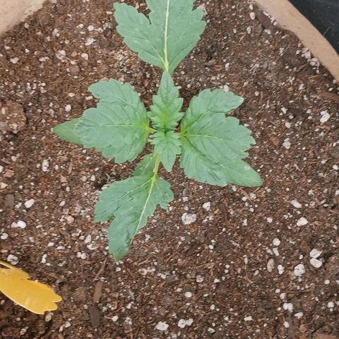 Purple bubba kush ×2 growlog timeline photo