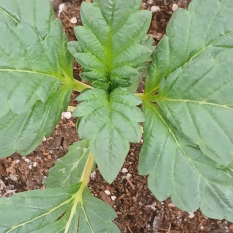 Purple bubba kush ×2 growlog timeline photo