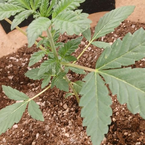 Purple bubba kush ×2 growlog timeline photo