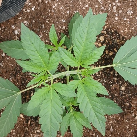 Ice dream cake seedsman seeds ×2 growlog timeline photo