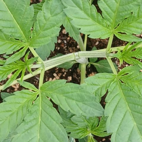 Ice dream cake seedsman seeds ×2 growlog timeline photo