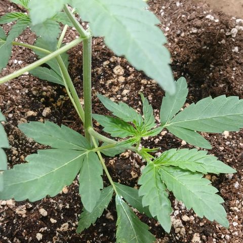 Ice dream cake seedsman seeds ×2 growlog timeline photo