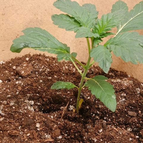 Purple bubba kush ×2 growlog timeline photo