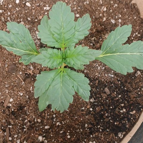 Purple bubba kush ×2 growlog timeline photo