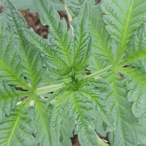 Purple bubba kush ×2 growlog timeline photo
