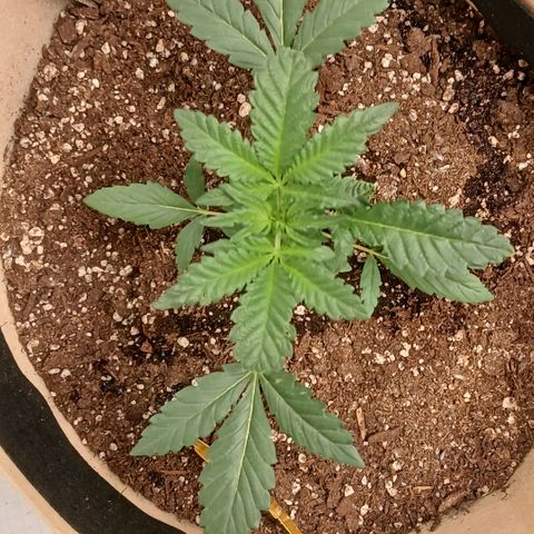 Purple bubba kush ×2 growlog timeline photo